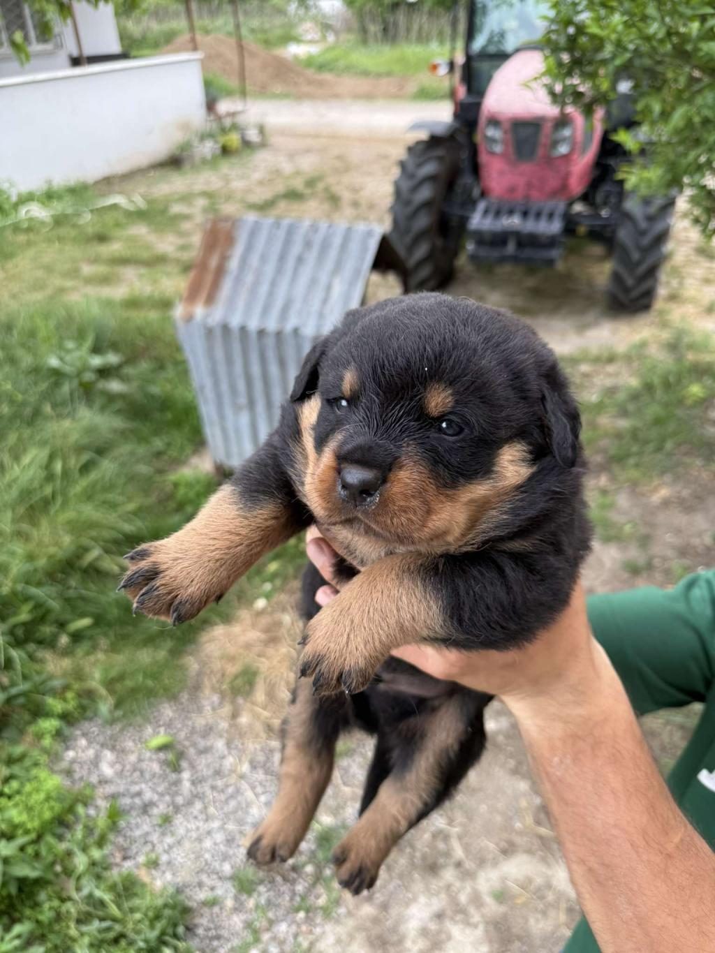 RUHSATLI KÖPEK ÇİFLİĞİNDEN ROTTWEİLER YAVRULAR A SCRLİ