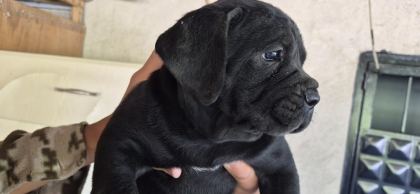 CANE CORSO 35 GÜNLÜK YAVRULAR