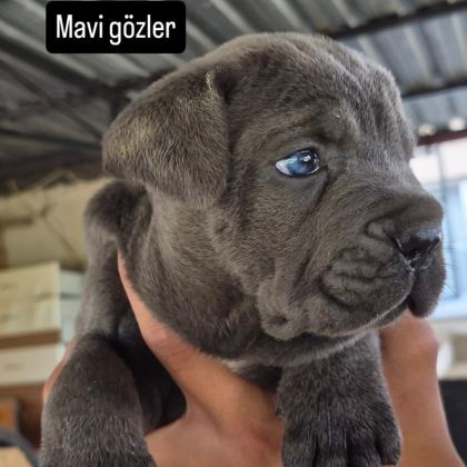 CANE CORSO 35 GÜNLÜK YAVRULAR