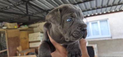 CANE CORSO 35 GÜNLÜK YAVRULAR