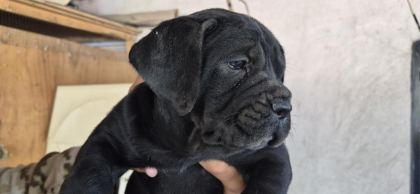CANE CORSO 35 GÜNLÜK YAVRULAR