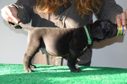CORSOTÜRKDEN ŞECERELİ GARANTİLİ ŞAMPİYON YAVRU KÖPEKLER
