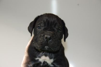 CORSOTÜRKDEN ŞECERELİ GARANTİLİ ŞAMPİYON YAVRU KÖPEKLER