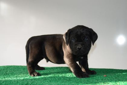 CORSOTÜRKDEN ŞECERELİ GARANTİLİ ŞAMPİYON YAVRU KÖPEKLER