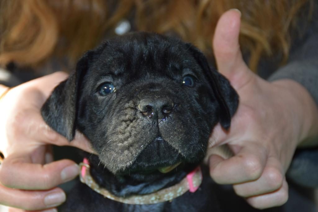 CORSOTÜRKDEN ŞECERELİ GARANTİLİ ŞAMPİYON YAVRU KÖPEKLER