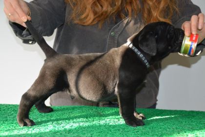 CORSOTÜRKDEN ŞECERELİ GARANTİLİ ŞAMPİYON YAVRU KÖPEKLER