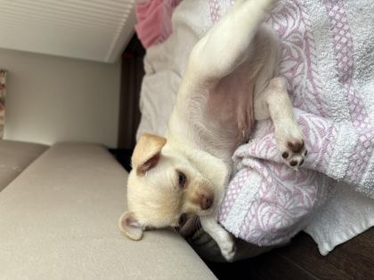 YAVRU CHİHUAHUA KÖPEĞİMİZ ANKARA