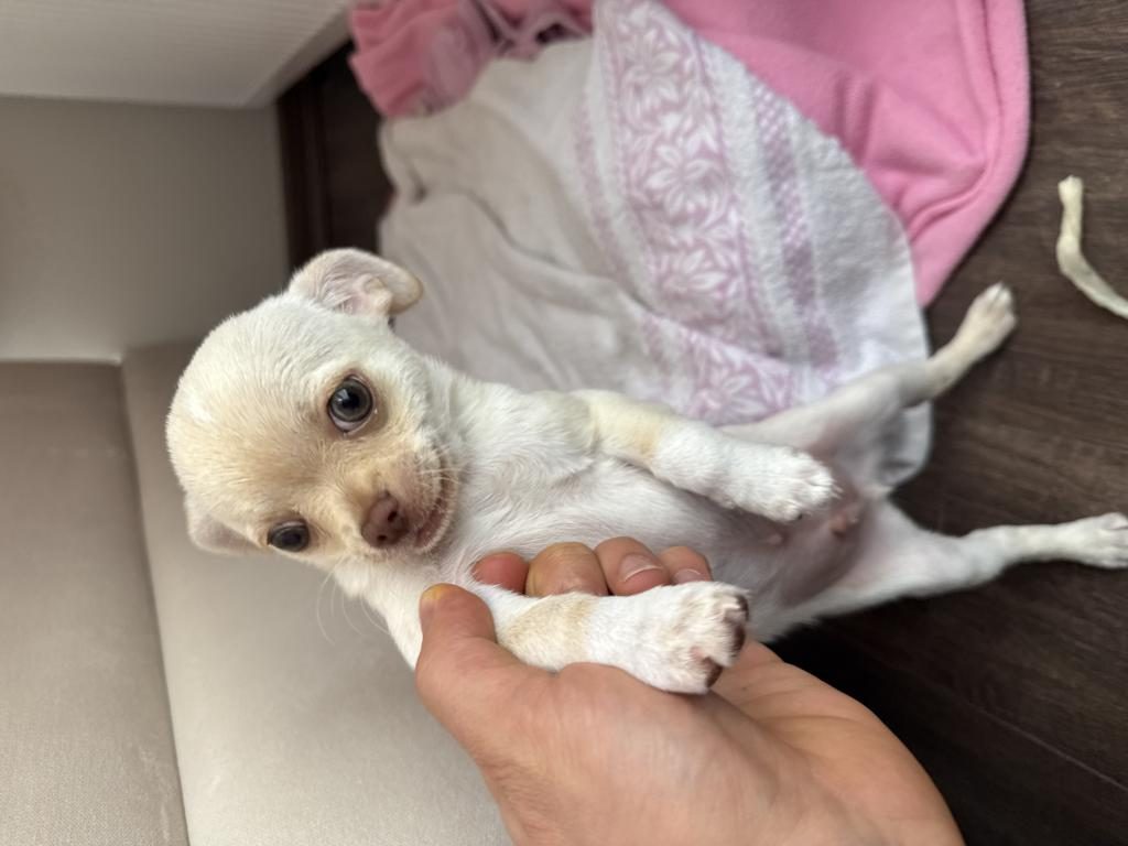 YAVRU CHİHUAHUA KÖPEĞİMİZ ANKARA