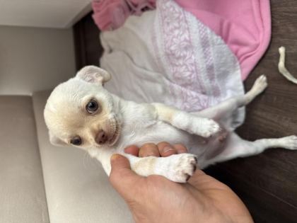 YAVRU CHİHUAHUA KÖPEĞİMİZ ANKARA