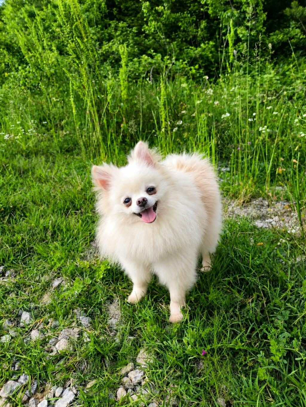 MİKRO TEACUP PAMUK PRENSES POMERANİAN BOO