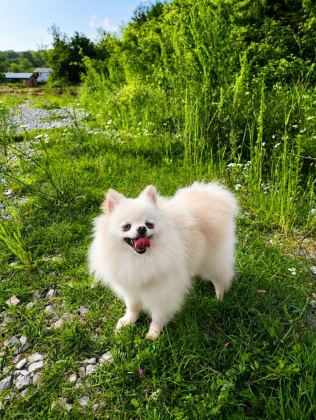 MİKRO TEACUP PAMUK PRENSES POMERANİAN BOO