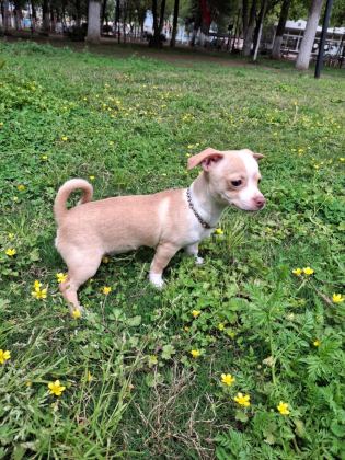 GEYİK KAFA ŞİVAVA