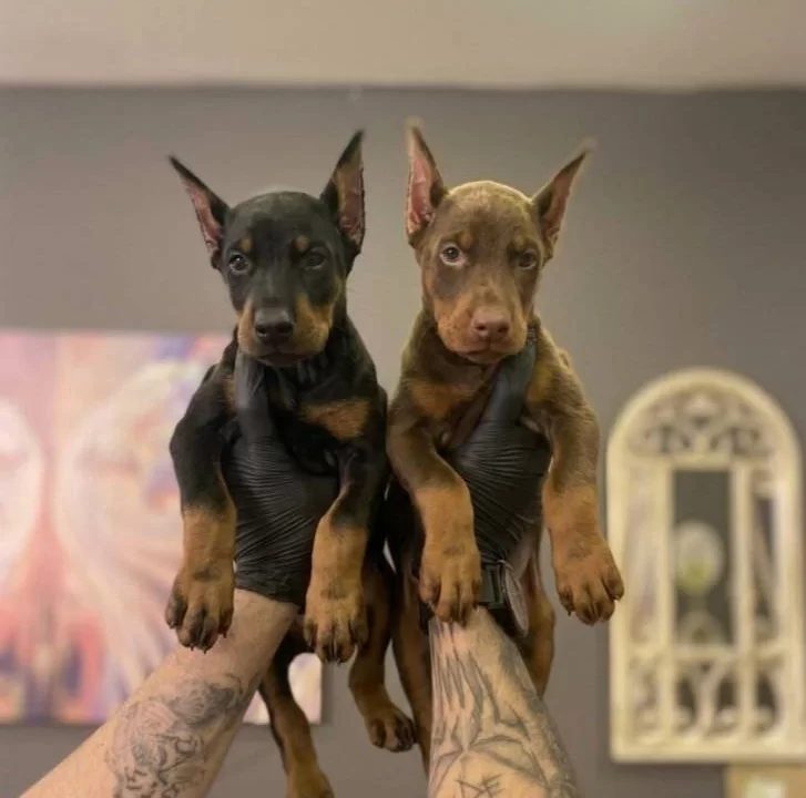 Safkan Doberman Yavruları