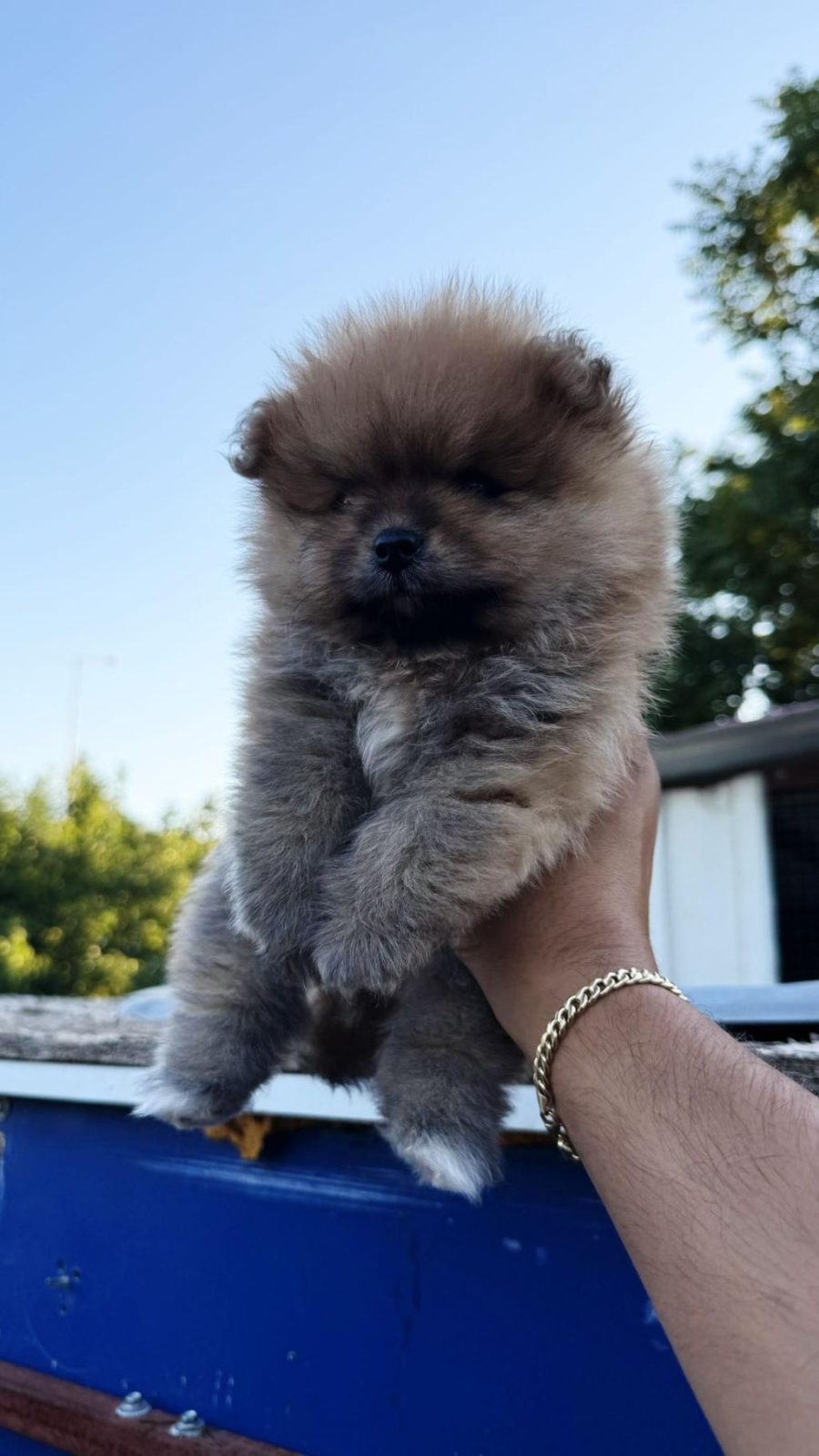 POMERANİAN YAVRULARIMIZ