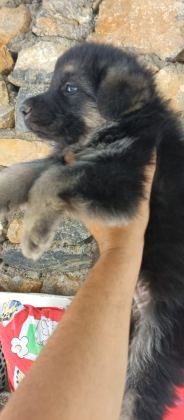 SAĞLIK VE IRK GARANTİLİ ALMAN KURDU YAVRULARIMIZ