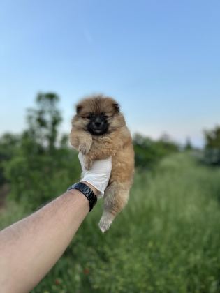 RENK RENK ÇEŞİT ÇEŞİT POMERANİAN YAVRULARIMIZ