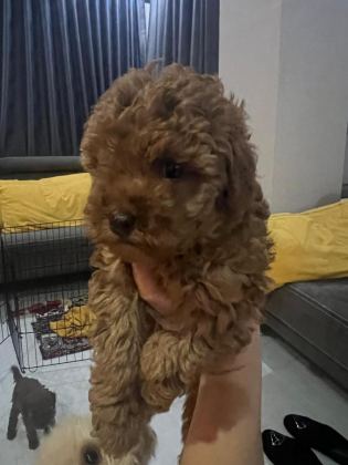 SAĞLIK VE IRK GARANTİLİ TOY POODLE YAVRULARIMIZ
