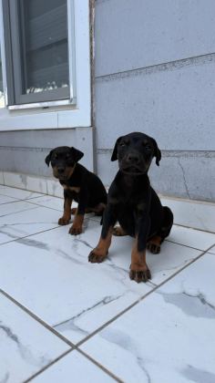 SAĞLIK VE IRK GARANTİLİ DOBERMAN YAVRUMUZ
