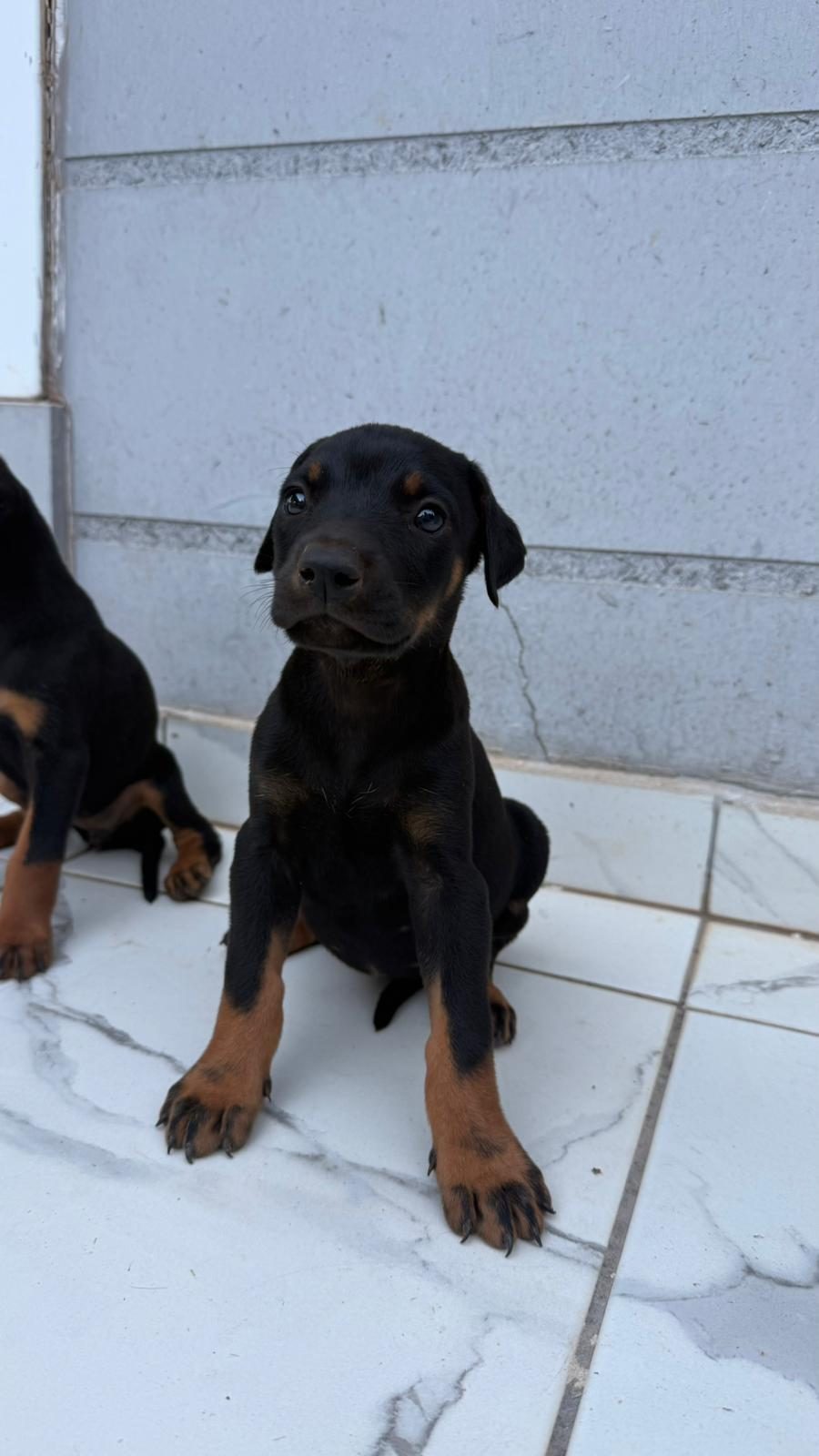 SAĞLIK VE IRK GARANTİLİ DOBERMAN YAVRUMUZ