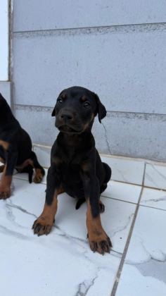 SAĞLIK VE IRK GARANTİLİ DOBERMAN YAVRUMUZ