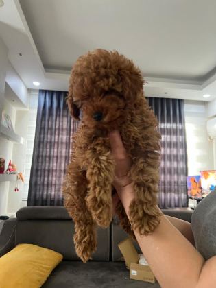 SAĞLIK VE IRK GARANTİLİ TOY POODLE YAVRULARIMIZ