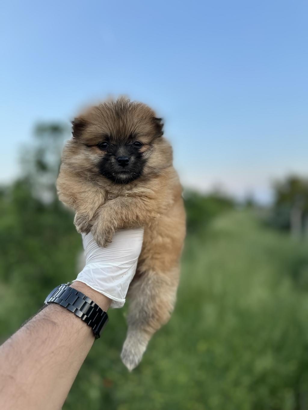 POMERANİAN YAVRULARIMIZ