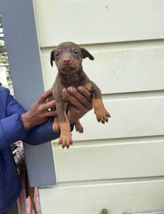 Kızıl Doberman Yavrularımız