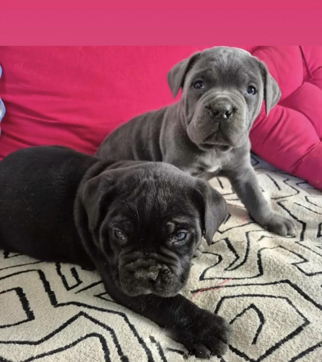 A SCR DEV CANE CORSO YAVRULARIMIZ