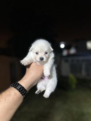 POMERANİAN YAVRULARIMIZ