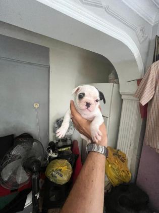 SAĞLIK VE IRK GARANTİLİ FRENCH BULLDOG YAVRULARIMIZ