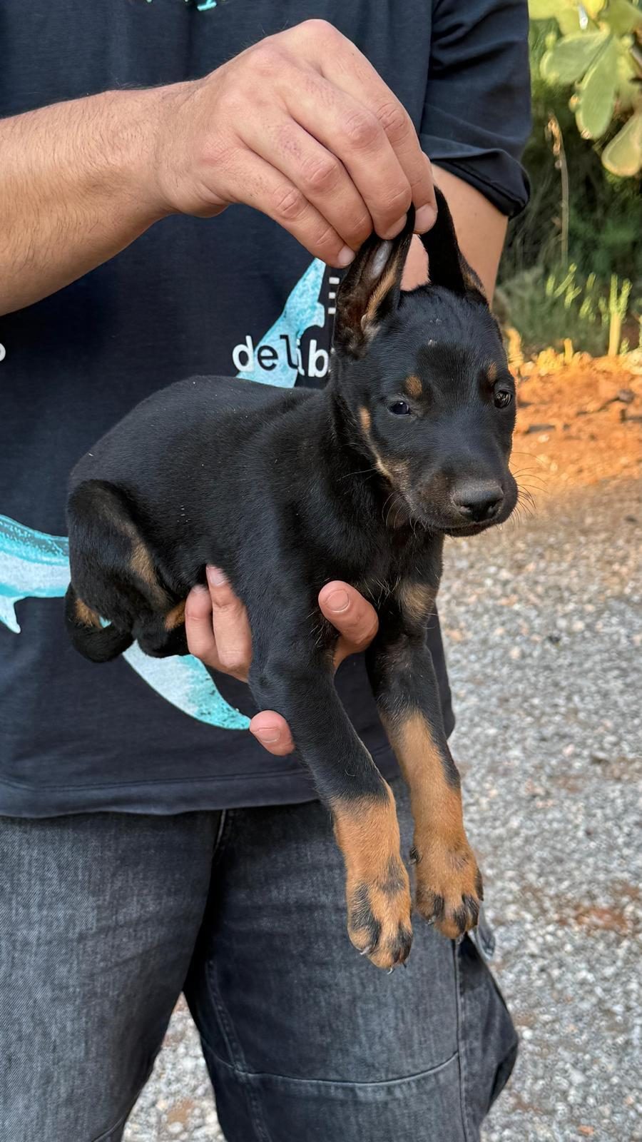 SAĞLIK VE IRK GARANTİLİ DOBERMAN YAVRULARIMIZ