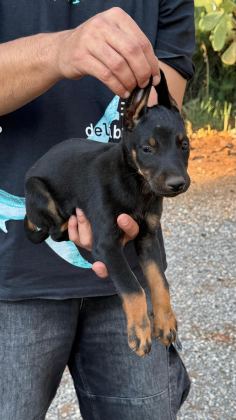 SAĞLIK VE IRK GARANTİLİ DOBERMAN YAVRULARIMIZ