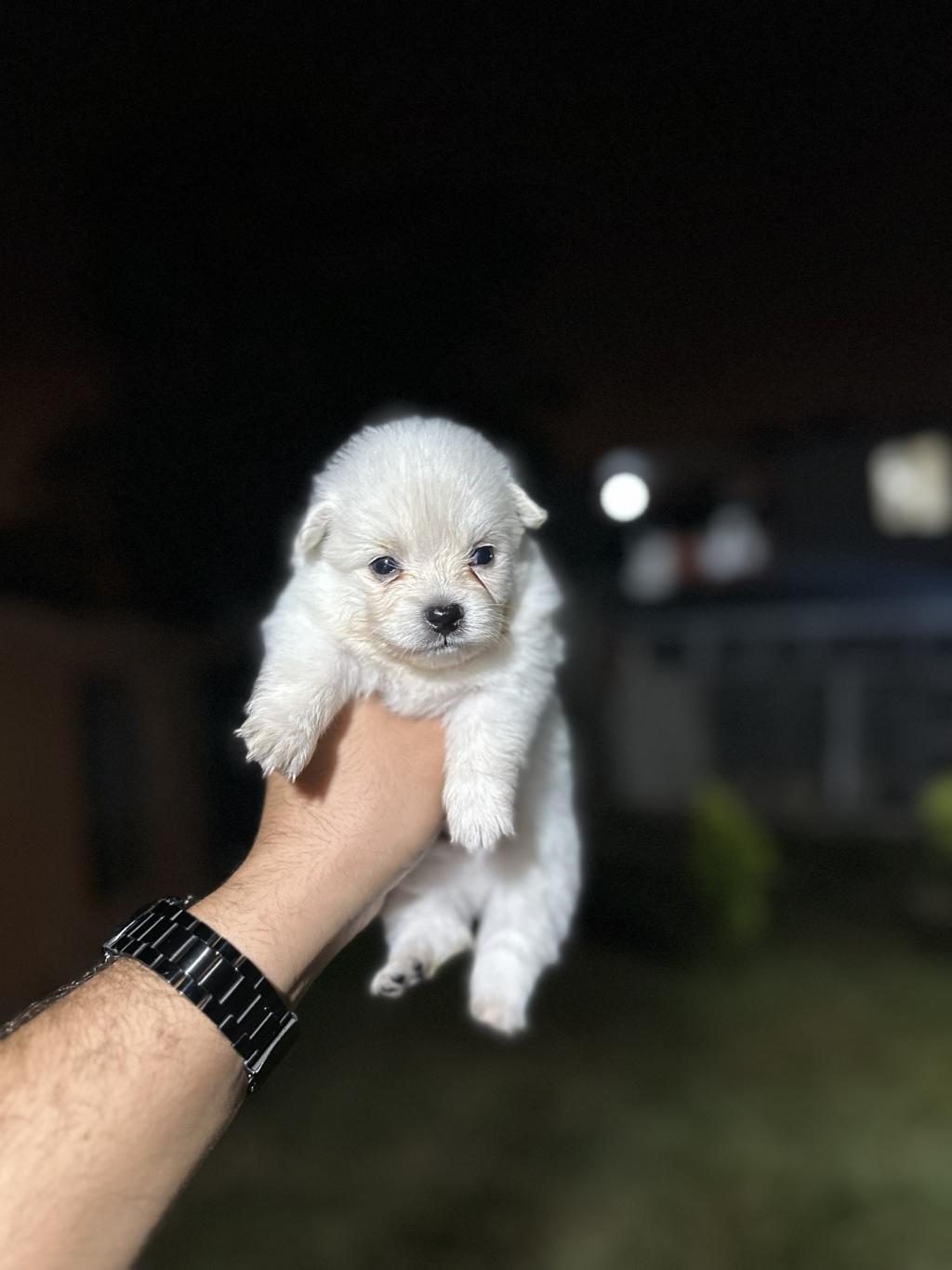POMERANİAN YAVRULARIMIZ