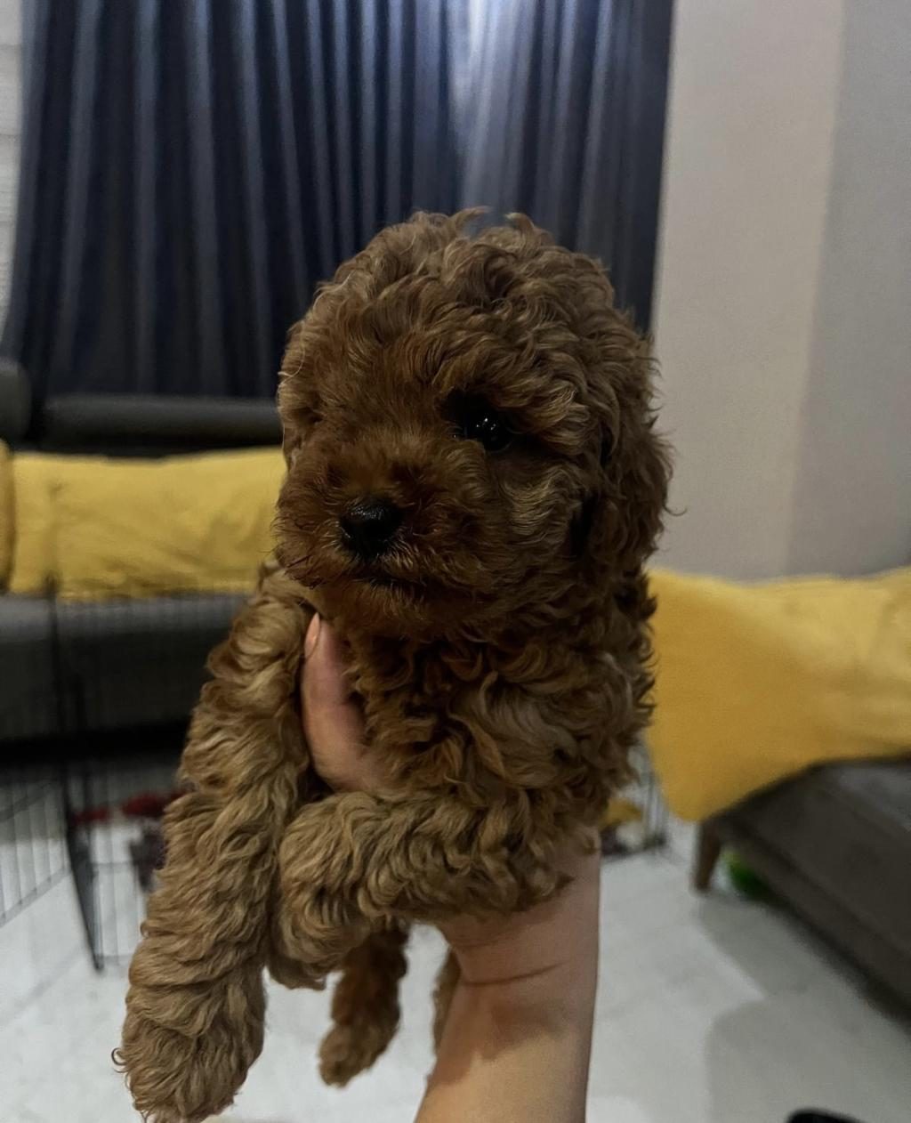 SAĞLIK VE IRK GARANTİLİ TOY POODLE YAVRULARIMIZ