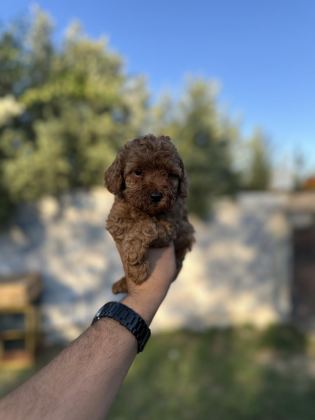SAĞLIK VE IRK GARANTİLİ TOY POODLE YAVRULARIMIZ