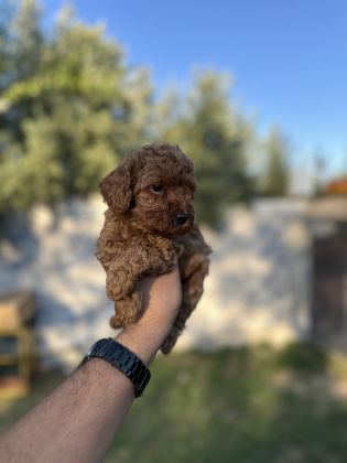SAĞLIK VE IRK GARANTİLİ TOY POODLE YAVRULARIMIZ