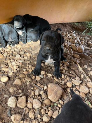 SAĞLIK VE IRK GARANTİLİ CANE CORSO YAVRULARIMIZ