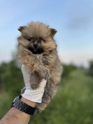 POMERANİAN YAVRULARIMIZ