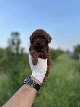 POMERANİAN YAVRULARIMIZ