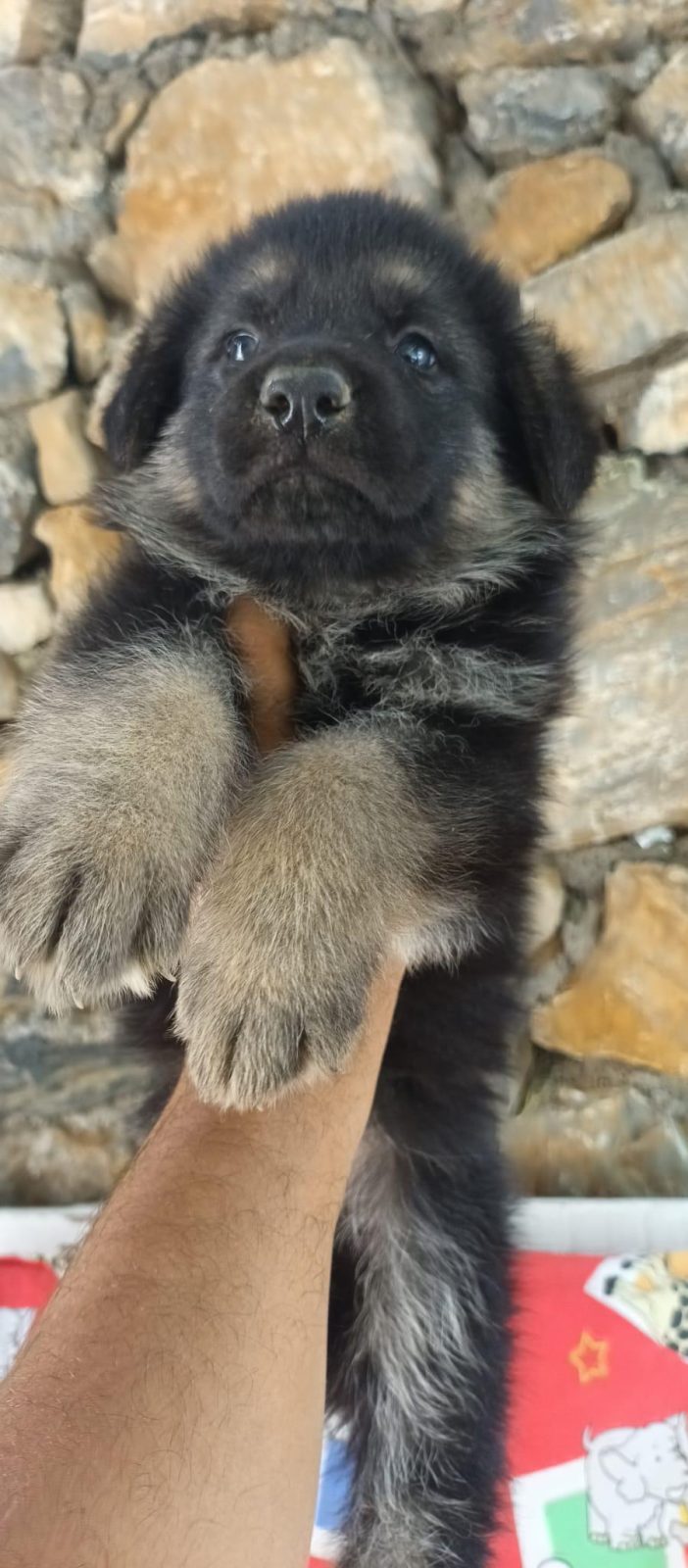SAĞLIK VE IRK GARANTİLİ ALMAN KURDU YAVRULARIMIZ
