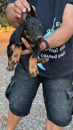 SAĞLIK VE IRK GARANTİLİ DOBERMAN YAVRULARIMIZ