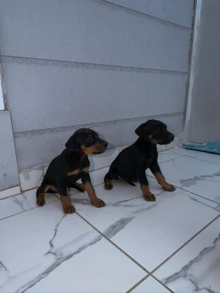 SAĞLIK VE IRK GARANTİLİ DOBERMAN YAVRUMUZ
