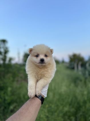 POMERANİAN YAVRULARIMIZ