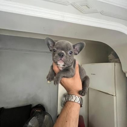 SAĞLIK VE IRK GARANTİLİ FRENCH BULLDOG YAVRULARIMIZ