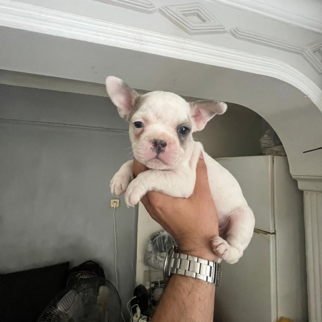 SAĞLIK VE IRK GARANTİLİ FRENCH BULLDOG YAVRULARIMIZ