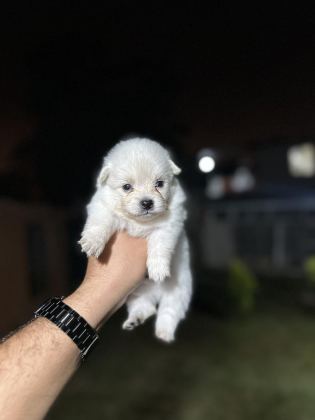 POMERANİAN YAVRULARIMIZ