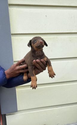Kızıl Doberman Yavrularımız
