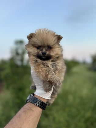RENK RENK ÇEŞİT ÇEŞİT POMERANİAN YAVRULARIMIZ