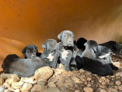 SAĞLIK VE IRK GARANTİLİ CANE CORSO YAVRULARIMIZ