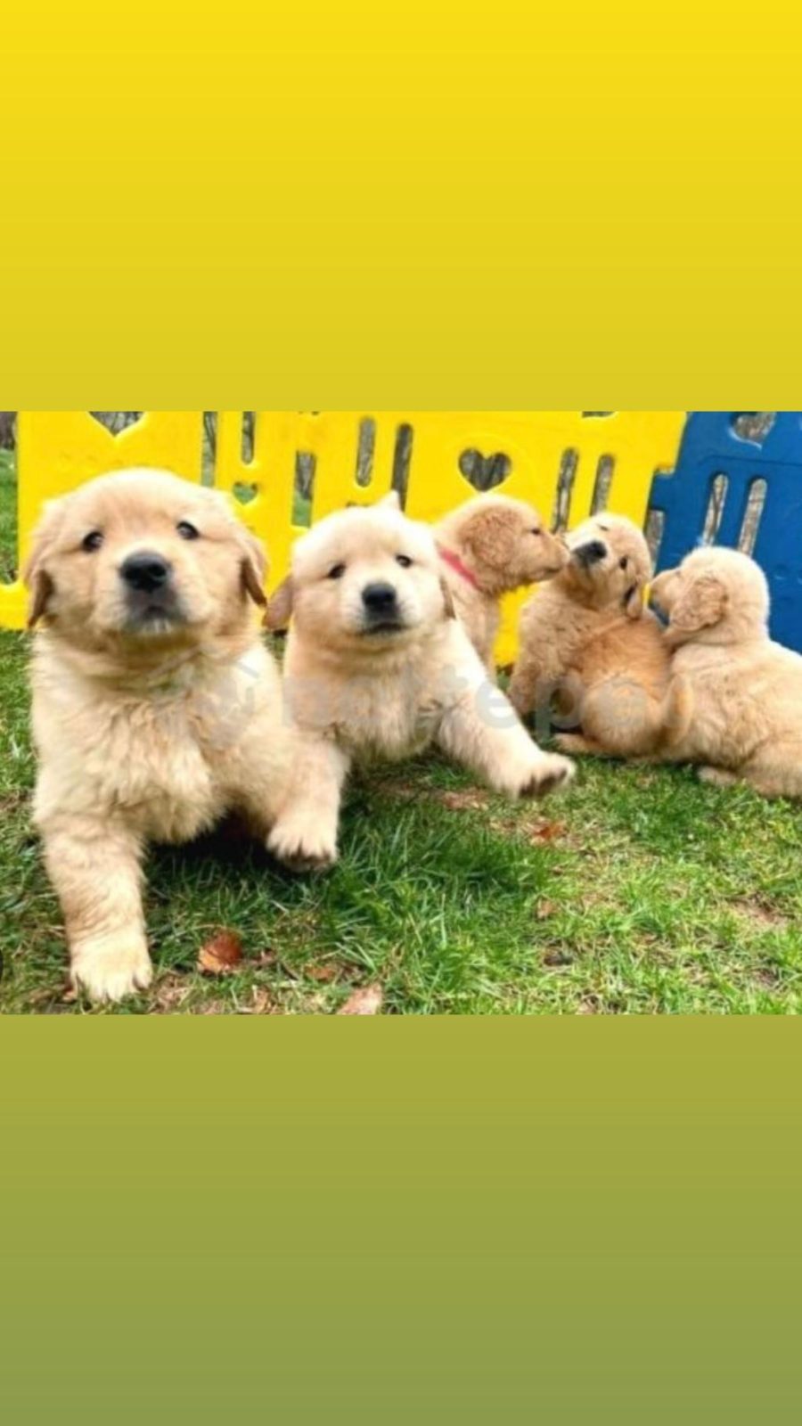 IRK VE SAĞLIK GARANTİLİ GOLDEN RETRİEVER BEBEKLER
